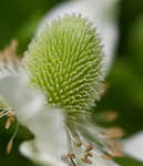 Tall thimbleweed